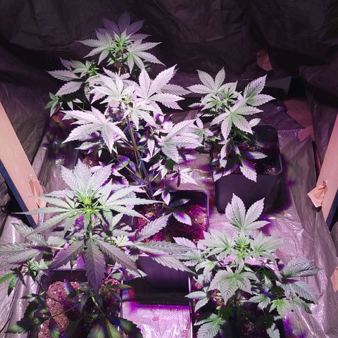 Amnesia Haze Automatic growlog timeline photo