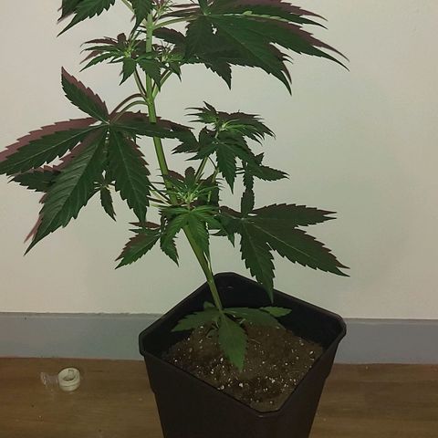 Amnesia Haze Automatic growlog timeline photo