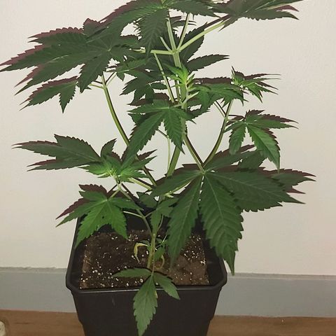 White Widow Automatic growlog timeline photo