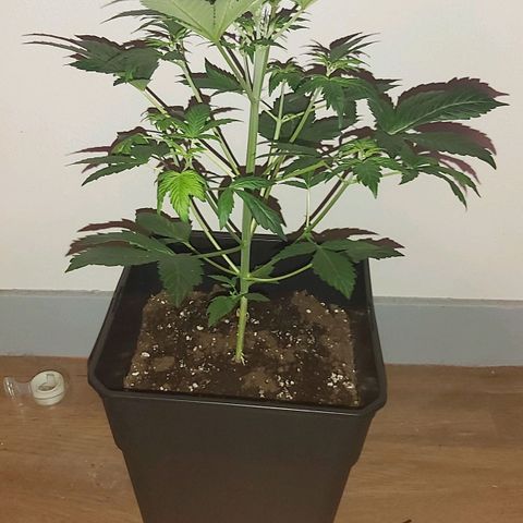 Amnesia Haze Automatic growlog timeline photo
