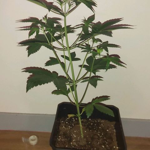 Amnesia Haze Automatic growlog timeline photo