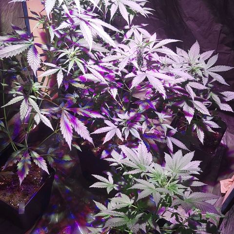 Amnesia Haze Automatic growlog timeline photo