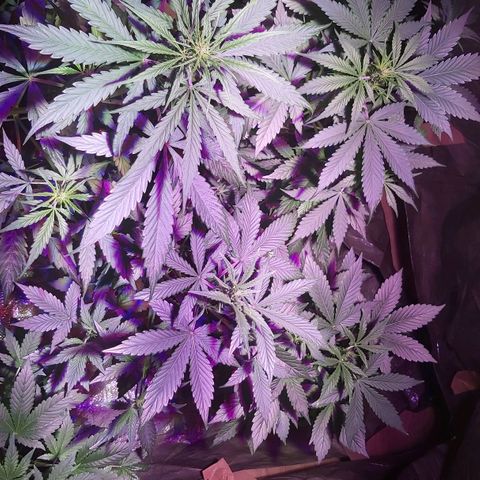 Amnesia Haze Automatic growlog timeline photo
