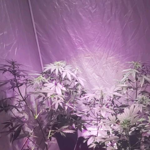 Amnesia Haze Automatic growlog timeline photo