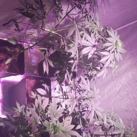 Amnesia Haze Automatic growlog timeline photo