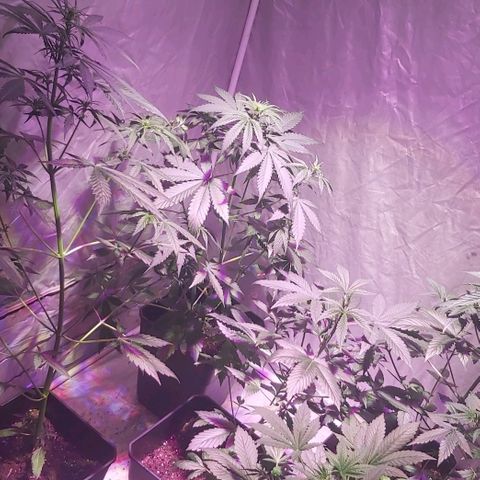Amnesia Haze Automatic growlog timeline photo