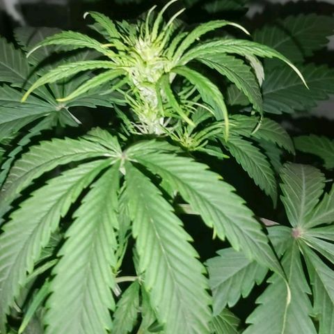 Amnesia Haze Automatic growlog timeline photo