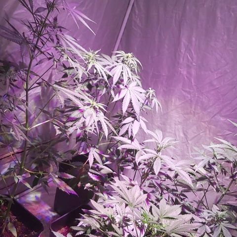 Amnesia Haze Automatic growlog timeline photo