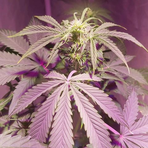 Amnesia Haze Automatic growlog timeline photo