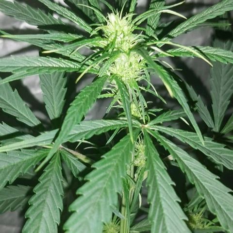Amnesia Haze Automatic growlog timeline photo