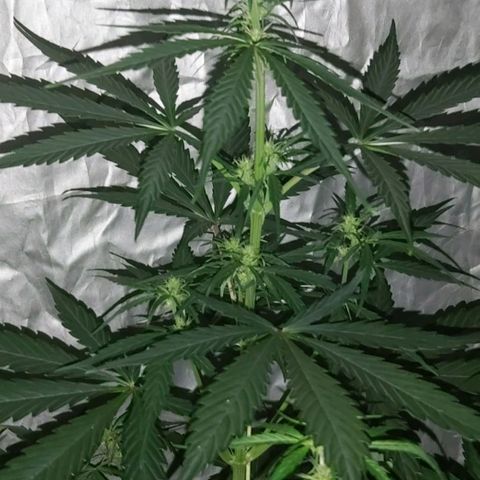 Amnesia Haze Automatic growlog timeline photo