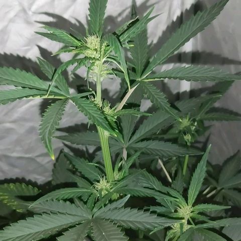 Amnesia Haze Automatic growlog timeline photo