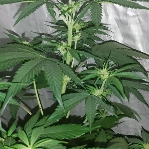 Amnesia Haze Automatic growlog timeline photo