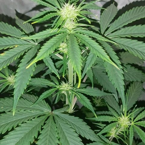 Amnesia Haze Automatic growlog timeline photo