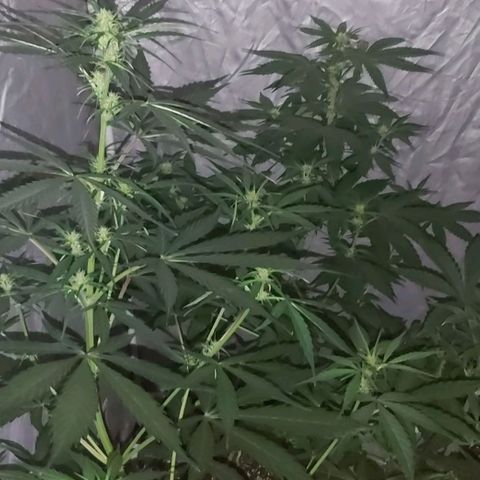 Amnesia Haze Automatic growlog timeline photo