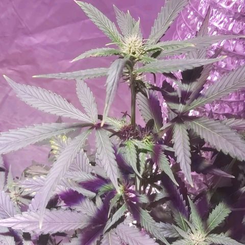 Amnesia Haze Automatic growlog timeline photo