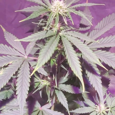 Amnesia Haze Automatic growlog timeline photo