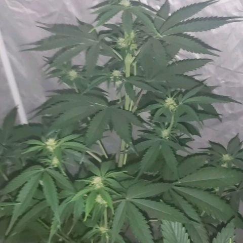 Amnesia Haze Automatic growlog timeline photo