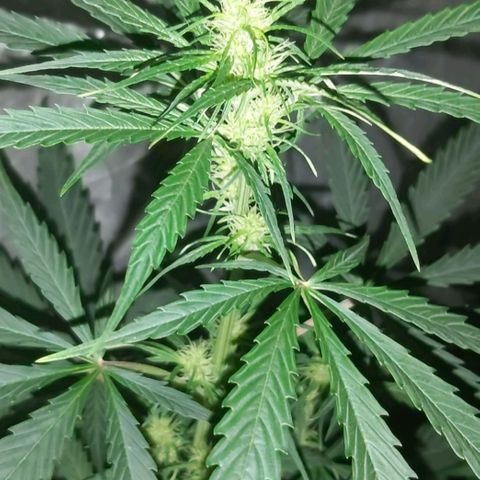Amnesia Haze Automatic growlog timeline photo