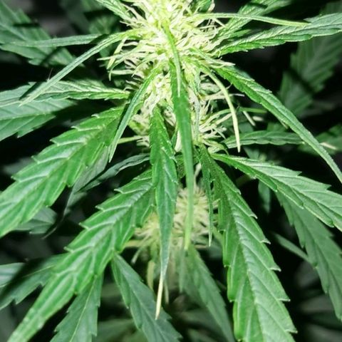 Amnesia Haze Automatic growlog timeline photo