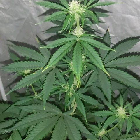 Amnesia Haze Automatic growlog timeline photo