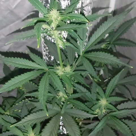 Amnesia Haze Automatic growlog timeline photo