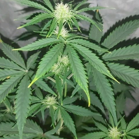 Amnesia Haze Automatic growlog timeline photo