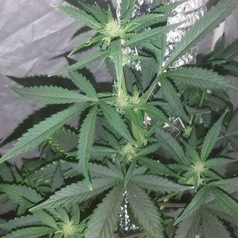 Amnesia Haze Automatic growlog timeline photo