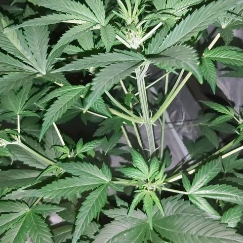 Amnesia Haze Automatic growlog timeline photo