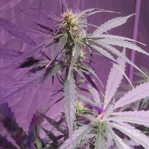 Amnesia Haze Automatic growlog timeline photo