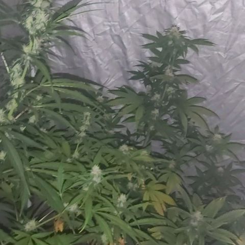 Amnesia Haze Automatic growlog timeline photo