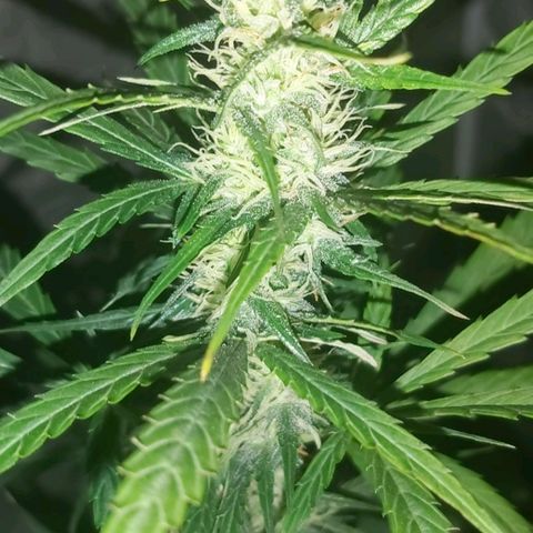 Amnesia Haze Automatic growlog timeline photo
