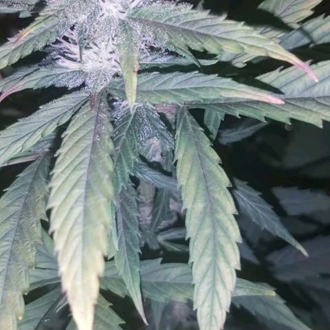 Amnesia Haze Automatic growlog timeline photo