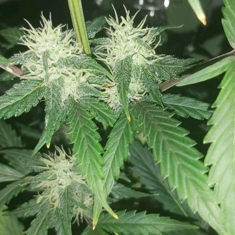 Amnesia Haze Automatic growlog timeline photo