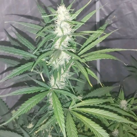 Amnesia Haze Automatic growlog timeline photo