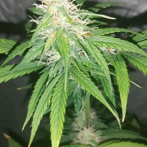 Amnesia Haze Automatic growlog timeline photo