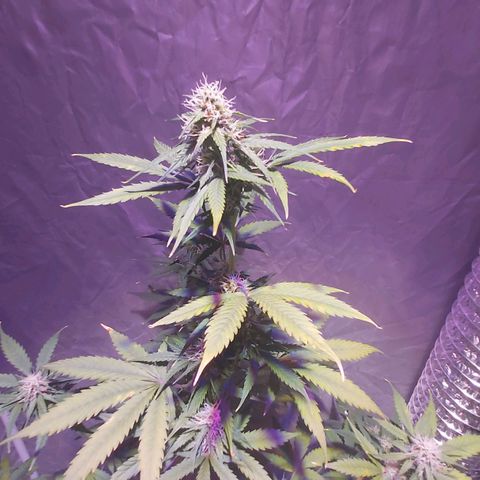 Amnesia Haze Automatic growlog timeline photo