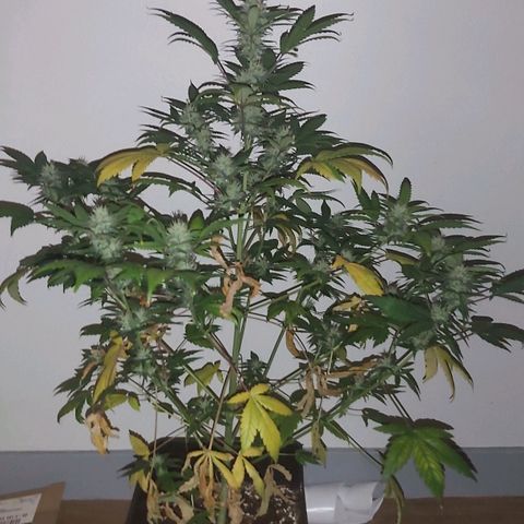 Amnesia Haze Automatic growlog timeline photo