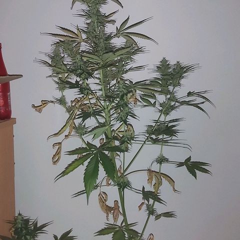 Amnesia Haze Automatic growlog timeline photo