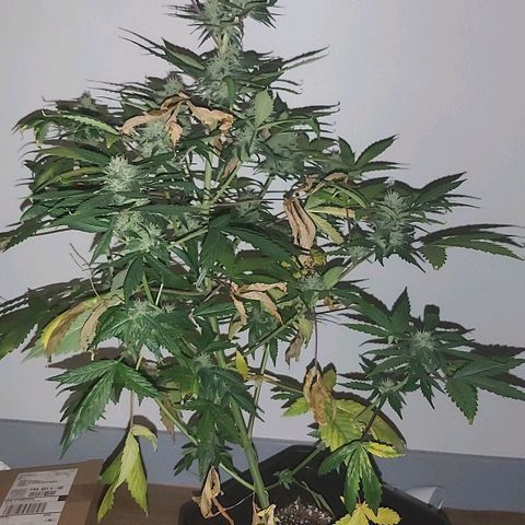 Amnesia Haze Automatic growlog timeline photo