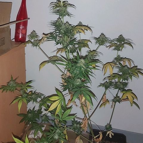 Amnesia Haze Automatic growlog timeline photo