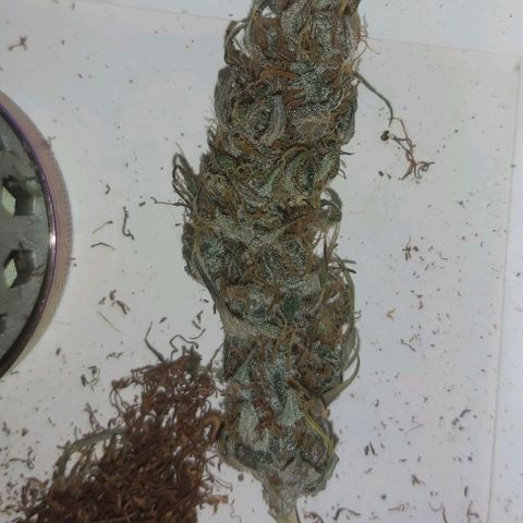 Amnesia Haze Automatic growlog timeline photo