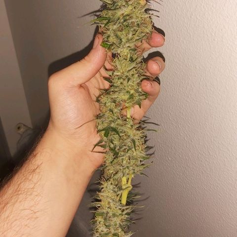 Amnesia Haze Automatic growlog timeline photo