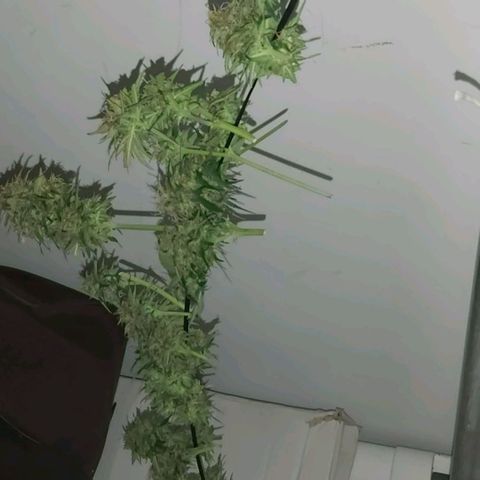 Amnesia Haze Automatic growlog timeline photo