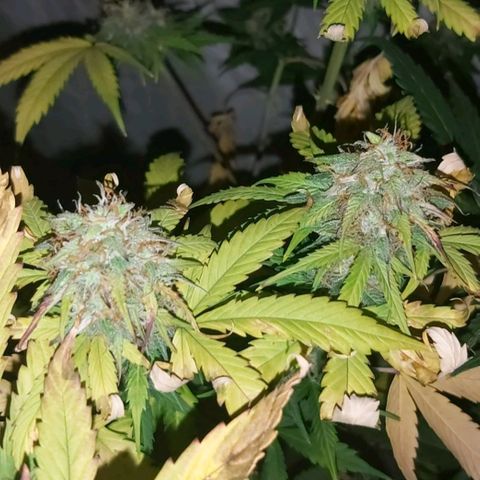 Amnesia Haze Automatic growlog timeline photo