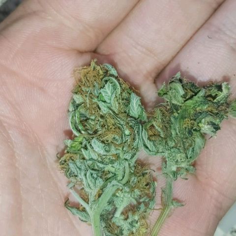 Amnesia Haze Automatic growlog timeline photo