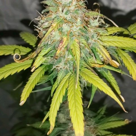 Amnesia Haze Automatic growlog timeline photo