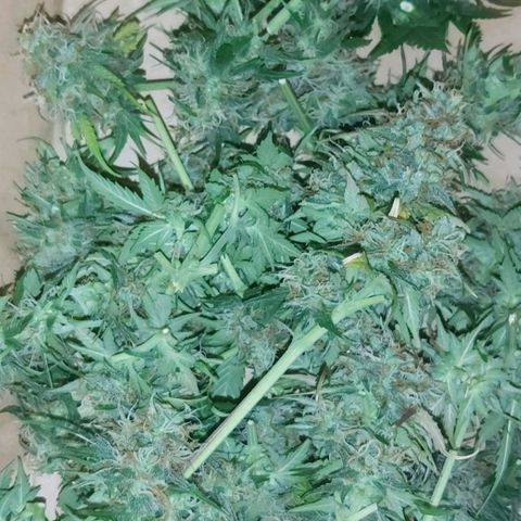 Amnesia Haze Automatic growlog timeline photo