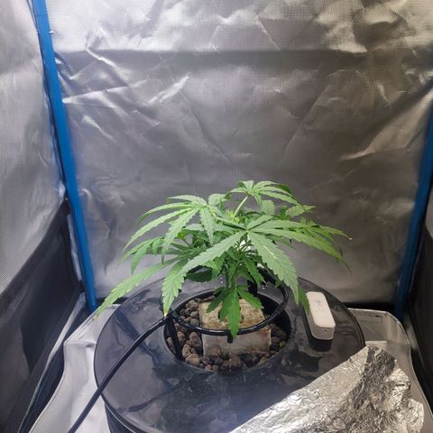 Blueberry Cheese Auto growlog photo: Trimming and topping before and after