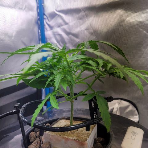 Blueberry Cheese Auto growlog photo: Trimming and topping before and after